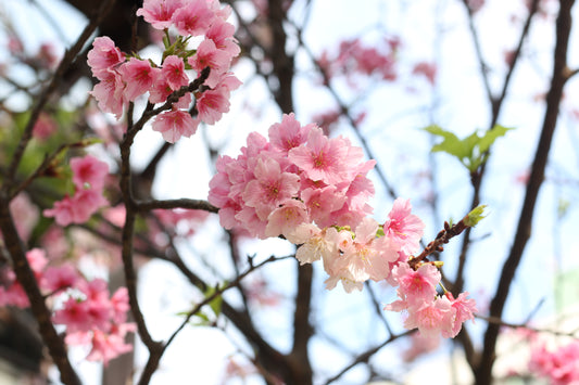 櫻花開了🌸